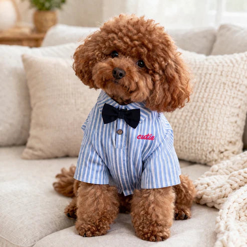 Dapper cutie Dog shirt