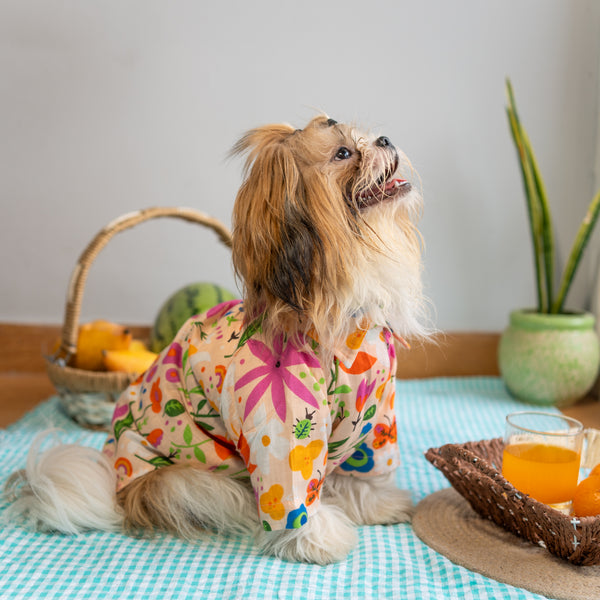 Dog Sherwani
